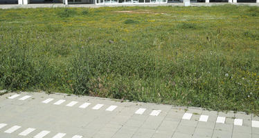 Croatia, day, eye level view, grass, grassland, pavement, spring, sunny, Zadar, Zadarska