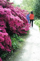 bush, day, England, eye level view, flower, garden, natural light, park, The United Kingdom, Woking