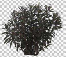 afternoon, ambient light, bush, cutout, cutout plants, cutout trees, day, diffuse, diffused light, evergreen, eye level view, natural light, Nerium oleander, oleander, overcast, shrub, winter