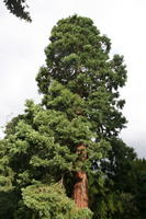 Abingdon, below, coniferous, day, England, natural light, pine, summer, sunny, The United Kingdom, tree