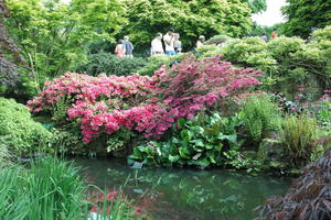 bush, day, England, eye level view, garden, natural light, park, plant, pond, The United Kingdom, Woking