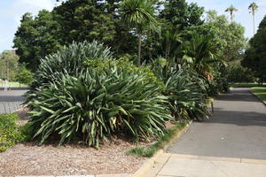 Australia, bush, day, eye level view, natural light, New South Wales, palm, park, path, summer, sunny, Sydney, tree, vegetation