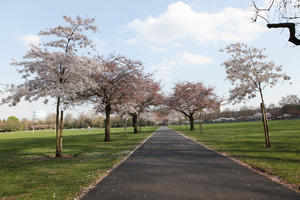 alley, blooming, blossom, day, deciduous, England, eye level view, London, park, spring, sunny, The United Kingdom, tree