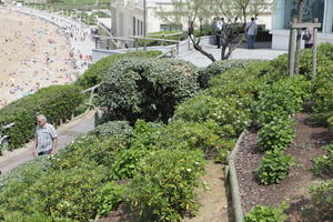 Aquitaine, Biarritz, bush, day, elevated, France, garden, plant, spring, sunlight, sunny, sunshine