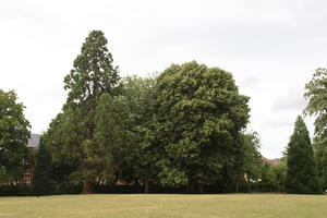 Abingdon, coniferous, day, England, eye level view, garden, grass, natural light, park, summer, sunny, The United Kingdom, tree, treeline