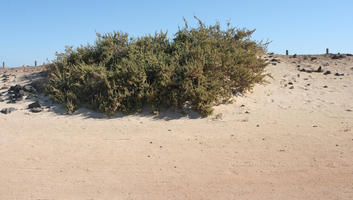 bush, Canarias, day, desert, eye level view, Las Palmas, shrub, Spain, summer, sunny