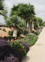 autumn, bush, Canarias, day, eye level view, flowered bush, garden, Las Palmas, palm, shrub, Spain, sunny, tropical