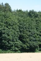 day, eye level view, forest, Lausanne, natural light, summer, sunny, Switzerland, tree, Vaud, vegetation