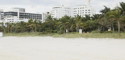 beach, day, diffuse, diffused light, eye level view, Florida, Miami, palm, Phoenix canariensis, summer, The United States, treeline