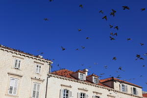 autumn, below, bird, bright, Croatia, day, Dubrovacko-Neretvanska, Dubrovnik, house, natural light, roof, sunny, window