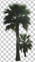 cutout, cutout plants, cutout trees, day, evergreen, eye level view, Mexican fan palm, natural light, palm, plant, spring, sub-tropical, sunny, tree, tropical, Washingtonia robusta