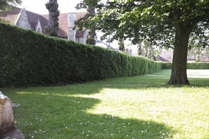 day, England, eye level view, grass, hedge, lawn, park, Romsey, sunny, The United Kingdom