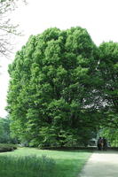 day, England, eye level view, natural light, park, The United Kingdom, tree, Woking