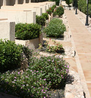 Canarias, day, direct sunlight, eye level view, flower, flowered bush, garden, Las Palmas, Spain, spring, sunny