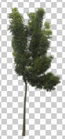 broad-leaf tree, broad-leaved tree, cutout, cutout trees, day, deciduous, diffuse, diffused light, eye level view, summer, young