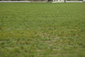 Austria, day, diffuse, diffused light, eye level view, grass, natural light, Niederosterreich, Pochlarn, spring