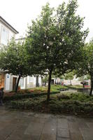 bush, day, eye level view, Galicia, garden, overcast, Santiago de Compostela, Spain, tree