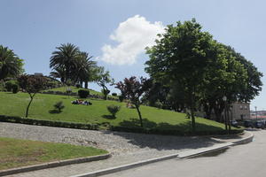 broad-leaf tree, broad-leaved tree, day, eye level view, grass, park, Porto, Porto, Portugal, spring, sunny