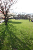 day, England, eye level view, grass, London, park, spring, sunny, The United Kingdom