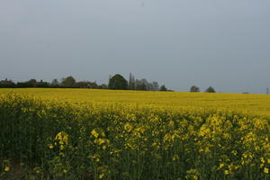 ambient light, Brassica napus, day, England, eye level view, field, flower, flower field, open space, rapeseed, spring, The United Kingdom, vegetation