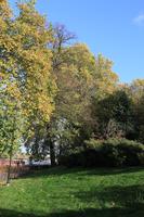 afternoon, autumn, Battersea park, bush, day, England, eye level view, grass, leaf, London, park, sunny, The United Kingdom, tree