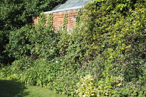 backyard, bush, day, England, eye level view, garden, grove, London, natural light, shrub, spring, sunlight, sunny, The United Kingdom, vegetation