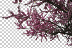 below, blooming, blossom, branch, cutout, cutout trees, day, diffuse, diffused light, natural light, spring, tree