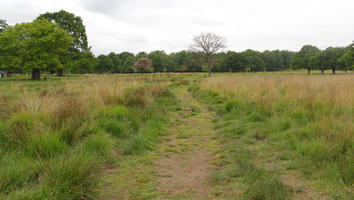 day, diffuse, diffused light, England, eye level view, grass, London, natural light, park, path, spring, The United Kingdom, treeline