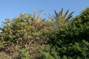 Agadir, autumn, below, bush, day, flower, Morocco, palm, plant, sunlight, sunny, sunshine