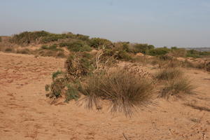 autumn, bush, day, desert, direct sunlight, Essaouira, eye level view, Morocco, natural light, sunlight, sunny, sunshine, vegetation