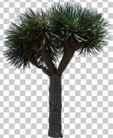 Canary Islands dragon tree, cutout, cutout plants, day, direct sunlight, Dracaena draco, eye level view, noon, spring, sub-tropical, sunny, tree, young