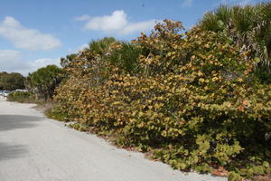 bush, day, eye level view, Florida, sunny, The United States, tropical, vegetation, winter