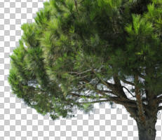 bough, coniferous, cutout, cutout plants, day, direct sunlight, evergreen, eye level view, Italian stone pine, natural light, parasol pine, pine, Pinus pinea, summer, sunny, tree, umbrella pine