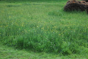 day, England, eye level view, garden, grass, natural light, park, The United Kingdom, Woking