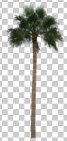 ambient light, autumn, cloudy, cutout, cutout plants, cutout trees, day, desert fan palm, diffuse, diffused light, evergreen, eye level view, overcast, palm, sunny, tree, Washingtonia filifera