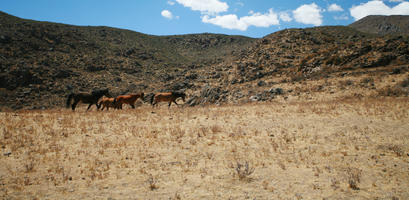 Arequipa, Arequipa, autumn, day, eye level view, horse, moorland, mountain, natural light, Peru, sunny, Valley of Volcanoes