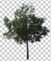 broad-leaf tree, broad-leaved tree, cutout, cutout trees, day, diffuse, diffused light, eye level view, summer