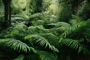 day, diffuse, diffused light, eye level view, fern, forest, natural light, New Zealand, overcast, summer, tropical, vegetation, West Coast