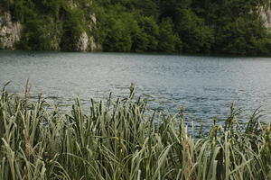 Croatia, day, diffuse, diffused light, eye level view, Karlovacka, lake, natural light, reed, summer