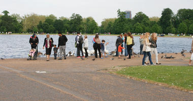 bird, day, diffuse, diffused light, ducks, England, eye level view, family, group, lake, London, multiracial, natural light, park, people, standing, summer, swan, The United Kingdom, treeline