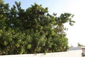 Agadir, autumn, day, eye level view, Morocco, sunlight, sunny, sunshine, tree, vegetation