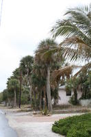 ambient light, day, diffuse, diffused light, eye level view, Florida, overcast, palm, The United States, vegetation, winter