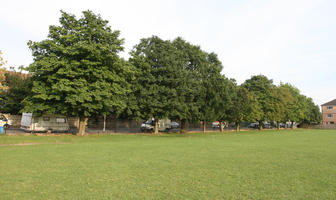 broad-leaf tree, broad-leaved tree, day, England, eye level view, grass, London, park, summer, sunny, The United Kingdom, treeline