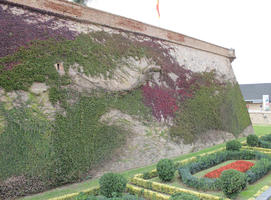 autumn, Barcelona, bush, Cataluña, day, eye level view, green wall, hedge, shrub, Spain, sunny