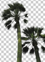 cutout, cutout plants, cutout trees, day, desert fan palm, direct sunlight, evergreen, eye level view, looking up, natural light, palm, plant, spring, sub-tropical, sunny, tree, tropical, Washingtonia filifera