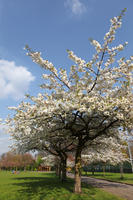 below, blooming, blossom, branch, day, deciduous, England, eye level view, London, park, spring, sunny, The United Kingdom, tree