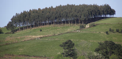 afternoon, day, direct sunlight, eye level view, hill, Pais Vasco, San Sebastian, Spain, spring, sunlight, sunny, sunshine, tree, woodland