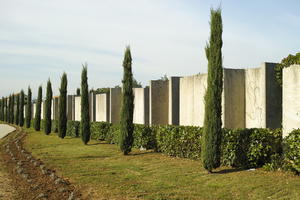 autumn, bush, Croatia, cypress, day, evergreen, eye level view, grass, shrub, shrubbery, sunny, Zadar, Zadarska