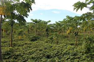 day, eye level view, Madre de Dios, Papaya tree, Peru, shrubland, summer, sunny