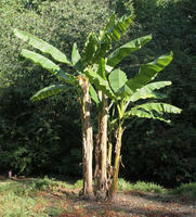 banana plant, day, direct sunlight, England, eye level view, London, park, plant, summer, sunny, The United Kingdom